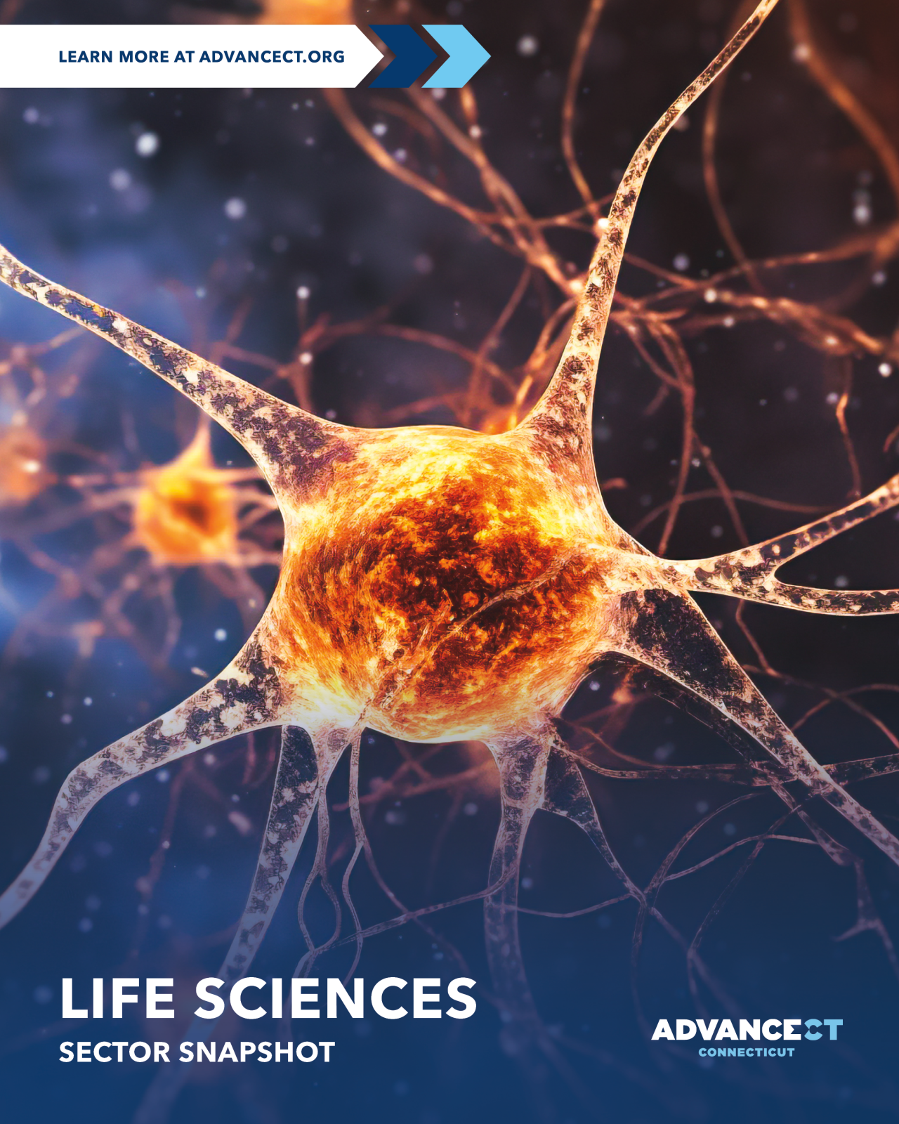 Life Sciences Section Snapshot - Microscopic view of a synapse